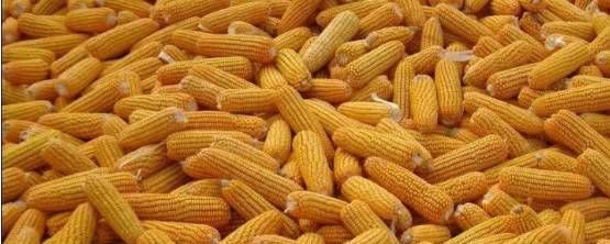 足球赌注软件APP