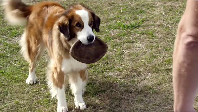 足球赌注软件APP